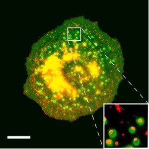 Image of membrane structrures created by mouse emryoinc fibroblasts after mechanical stimulation by stretch and hypo-osmotic shock. Scale bar is 20 µm.