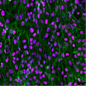 Cardiomyocyte-like cells derived from human pluripotent stem cells