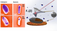 Using EFM to probe the secrets of bacterial endospore survival strategies