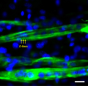 Myotubes differentiated in a groove-ridge topography GelMA-CNTs composite loaded with 0.3 mg/mL CNTs. Immunostaining of cell nuclei/myosin heavy chain showing the highly aligned C2C12 myotubes. Z-lines were also observed for the myotubes indicating high maturation of muscle myofibers. Scale bar show 20 µm.