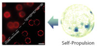Super-resolution imaging guides the design of biocompatible microswimmers