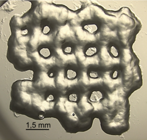 Impresión 3D De Hidrogeles Para El Crecimiento De Células T Utilizadas ...