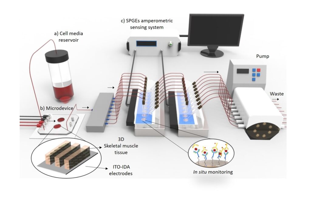 Biosensors For Bioengineering - Institute For Bioengineering Of Catalonia