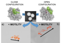 Controlling the speed of enzyme motors brings biomedical applications of nanorobots closer