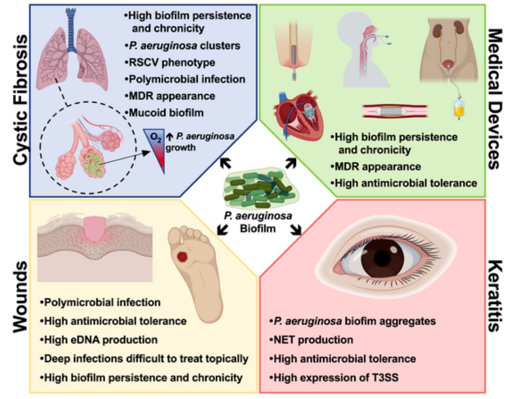 Pseudomonas Aeruginosa Biofilms And Their Partners In Crime Institute For Bioengineering Of Catalonia