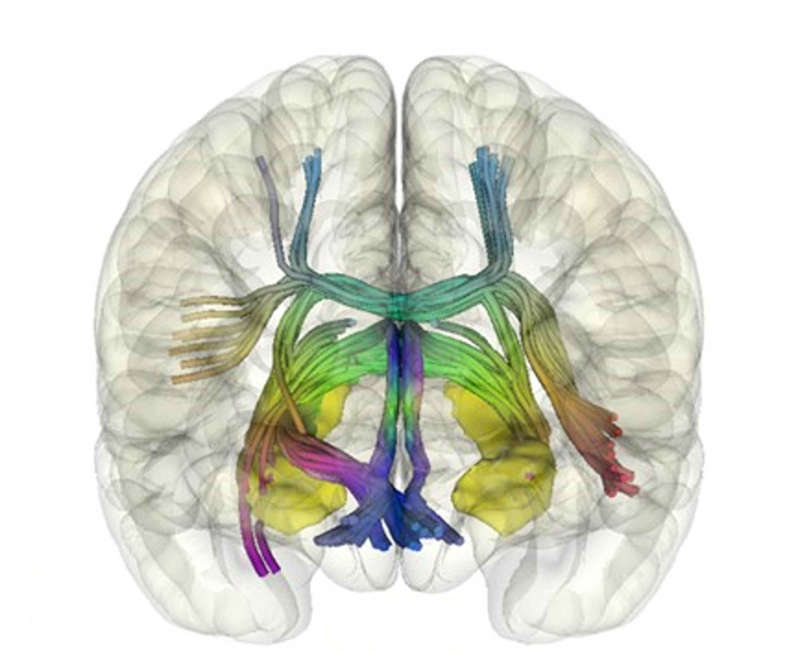 hippocampus anatomy lab model