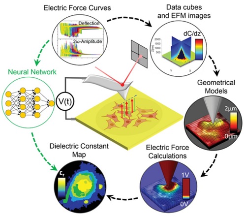 Democratising Deep Learning For Microscopy With ZeroCostDL4Mic