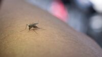 Últimos avances de la nanomedicina europea contra la malaria explicados en un nuevo vídeo