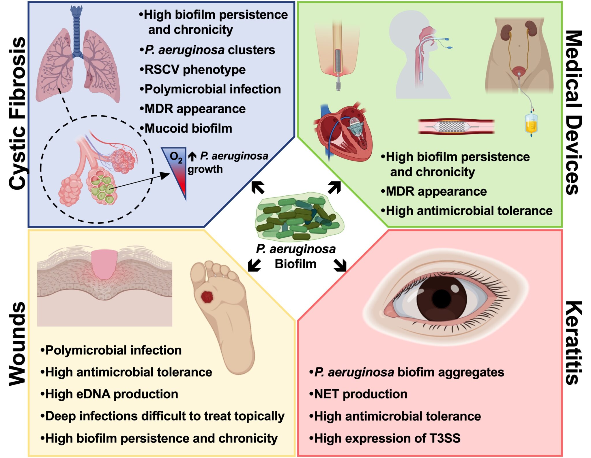 Bacterial Infections: Antimicrobial Therapies - Institute For ...