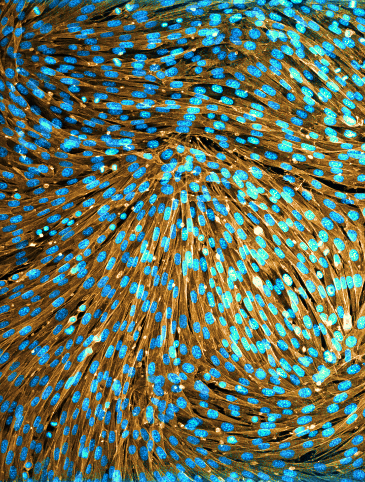 Confocal image of a nematic cellular monolayer. / IBEC