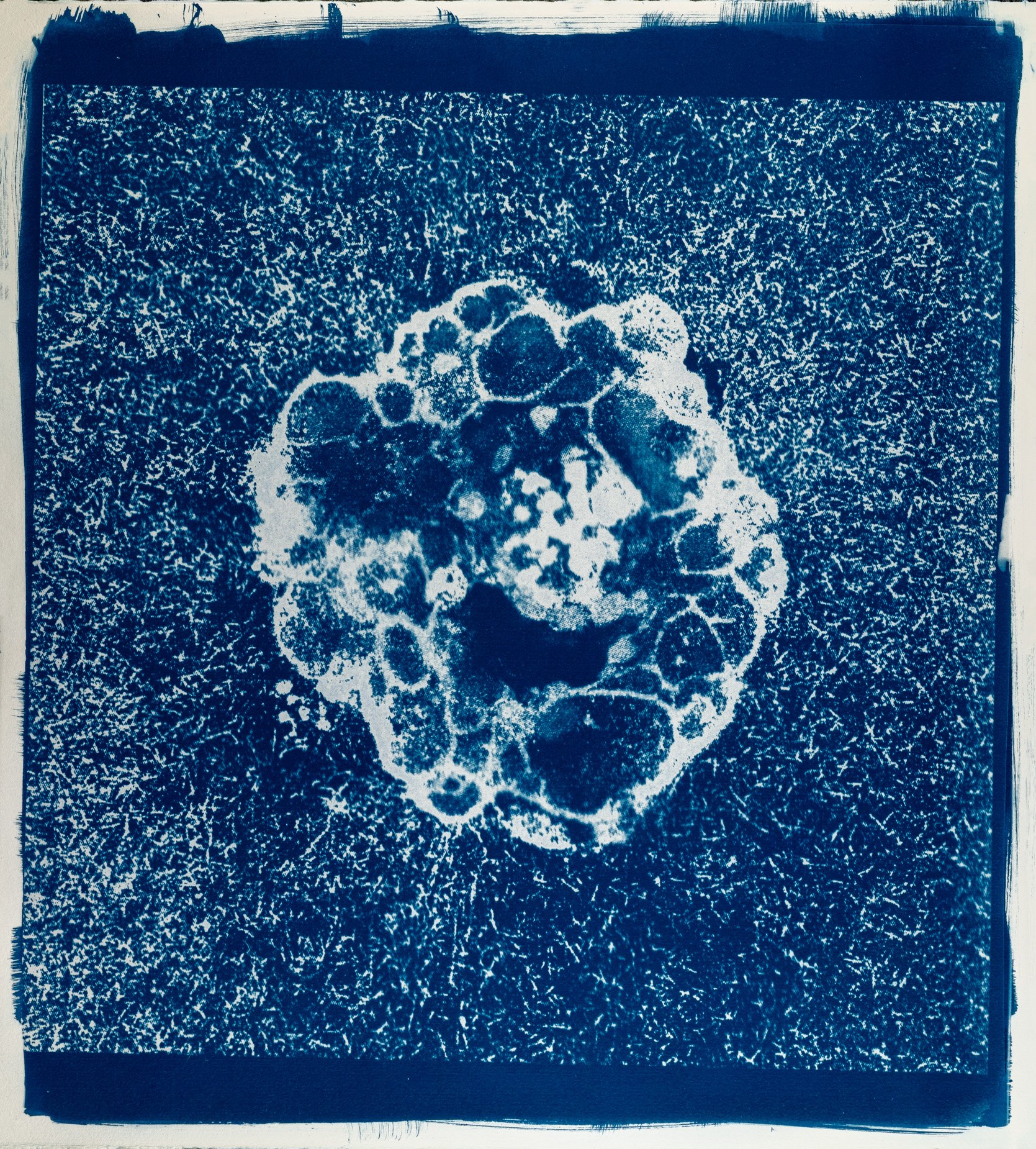 Cianotípia de Roser Salarich de l’obra «La vida s’obre camí»: la imatge científica revelada en blanc sobre paper blau intens.