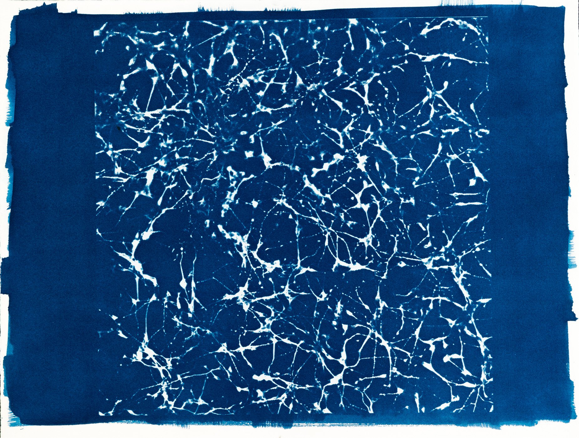Cianotípia de Roser Salarich de l’obra «Neurones wannabe»: la imatge científica revelada en blanc sobre paper blau intens.