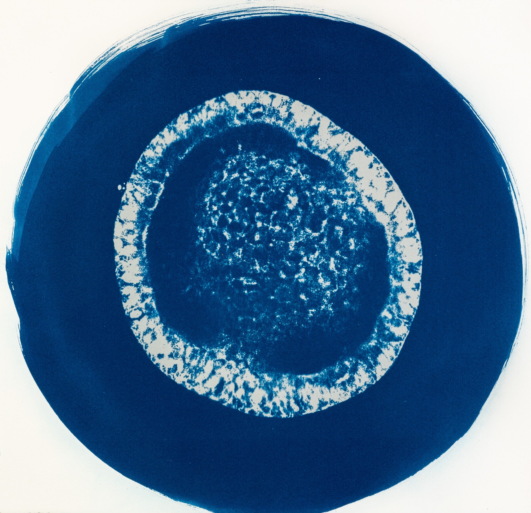 Cianotípia de Roser Salarich de l’obra «L’iris de l’origen»: la imatge científica revelada en blanc sobre paper blau intens.