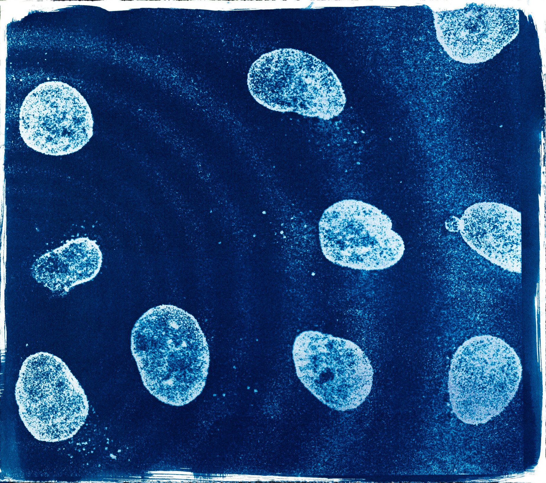 Cianotípia de Roser Salarich de l’obra «La bellesa de l’error»: la imatge científica revelada en blanc sobre paper blau intens.
