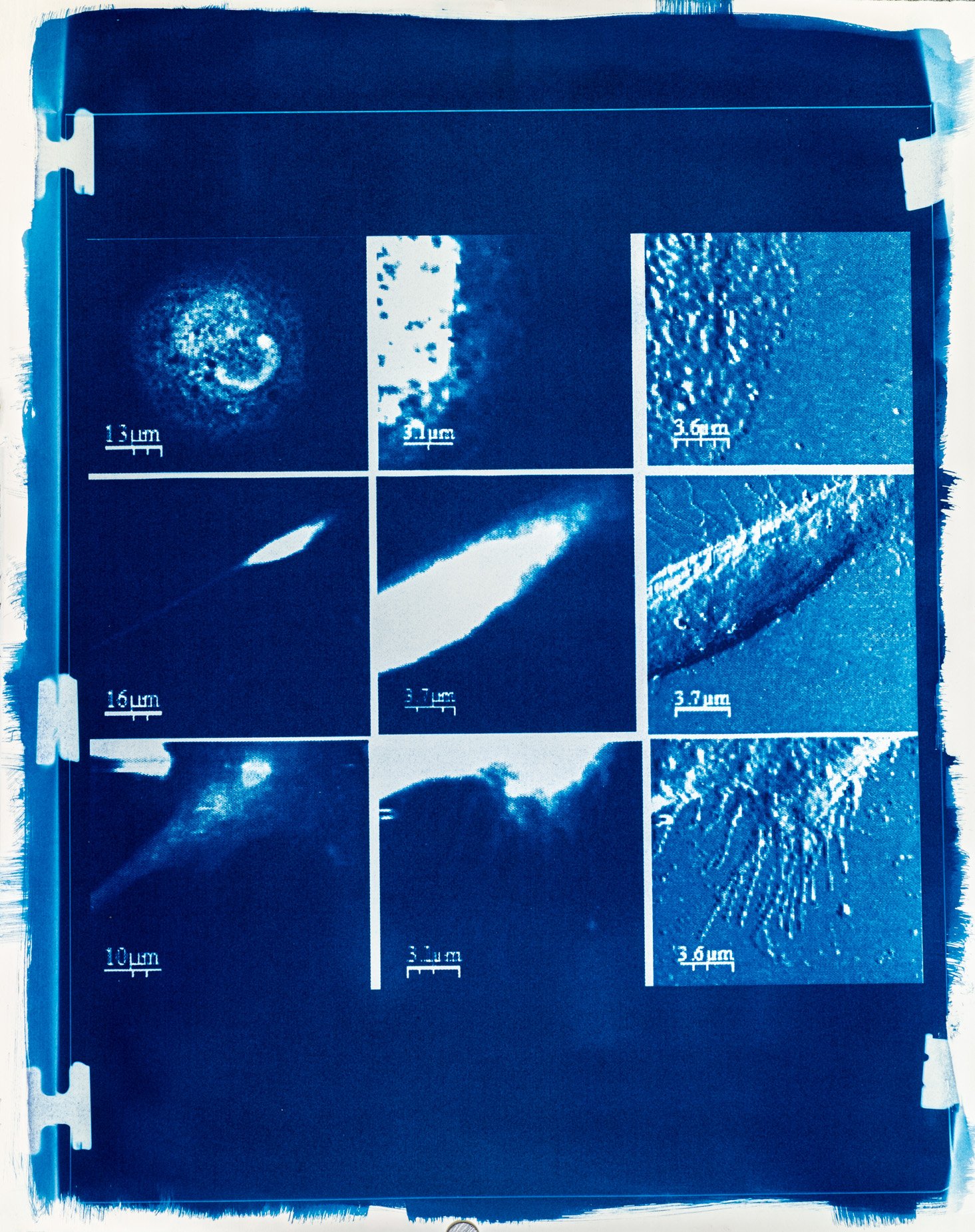 Cianotípia de Roser Salarich de l’obra «El relleu de la vida»: la imatge científica revelada en blanc sobre paper blau intens.