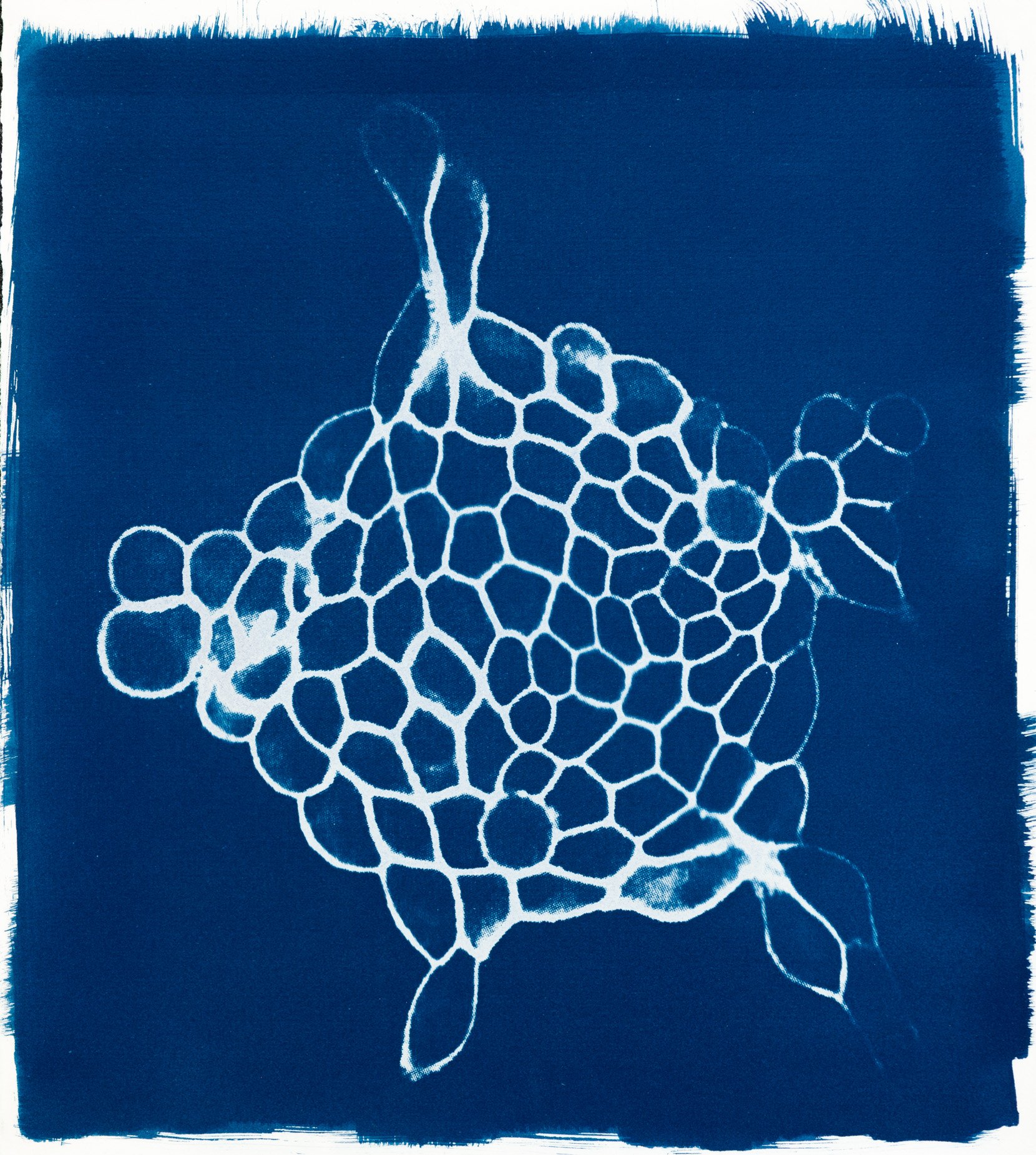 Cianotípia de Roser Salarich de l’obra «Estrella de mar»: la imatge científica revelada en blanc sobre paper blau intens.