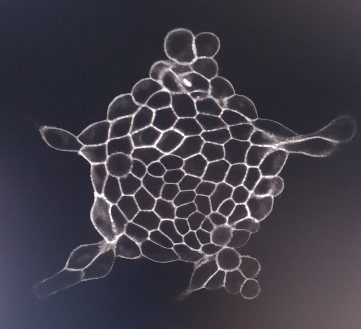 Colònia de cèl·lules epitelials amb els contorns en blanc que forma una estrella de cinc braços.
