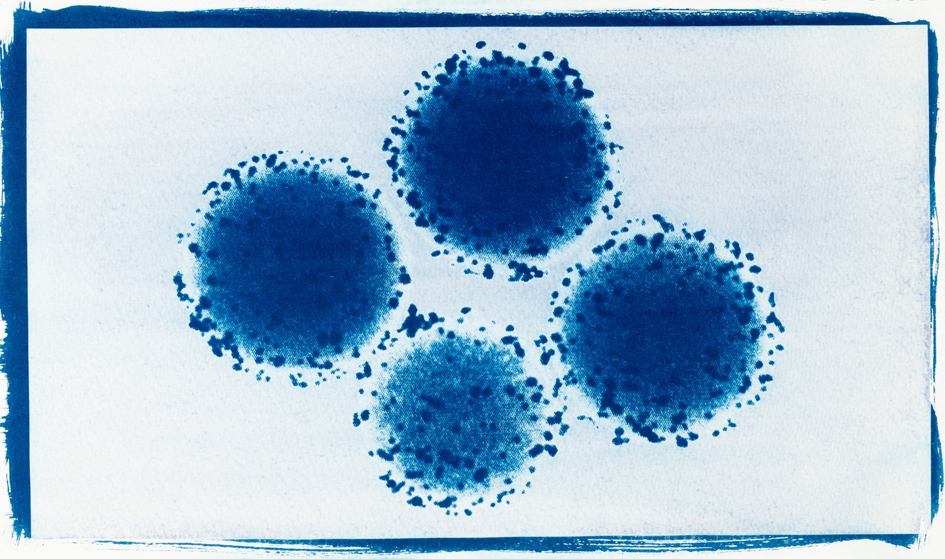 Cianotípia de Roser Salarich de l’obra «Fantastic voyage»: la imatge científica revelada en blanc sobre paper blau intens.