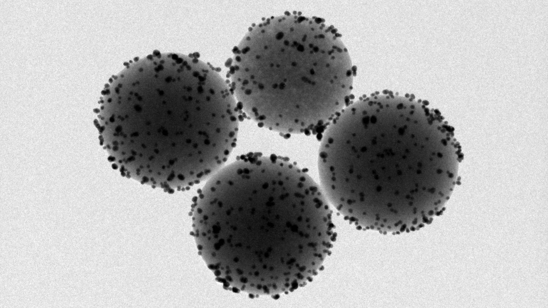 Quatre esferes grises vistes al microscopi electrònic, esquitxades de petits punts foscos.
