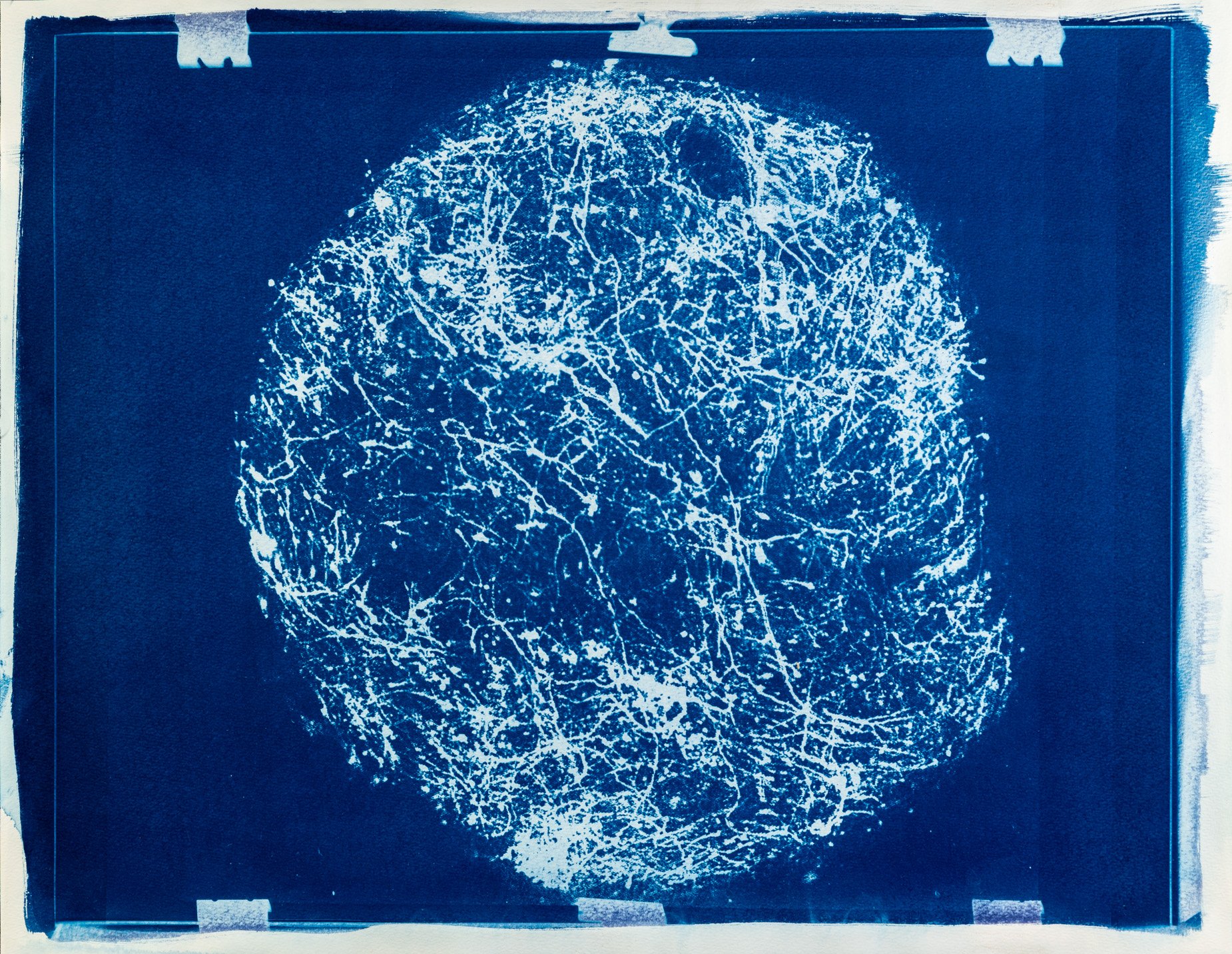 Cianotípia de Roser Salarich de l’obra «Neurones en flames»: la imatge científica revelada en blanc sobre paper blau intens.