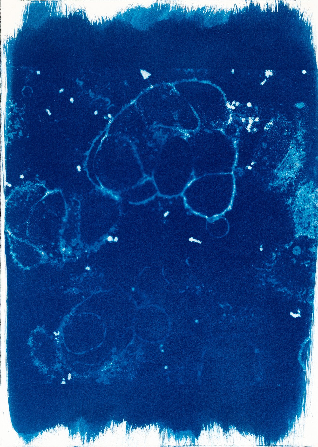 Cianotípia de Roser Salarich de l’obra «Cara a cara amb la coinfecció»: la imatge científica revelada en blanc sobre paper blau intens.