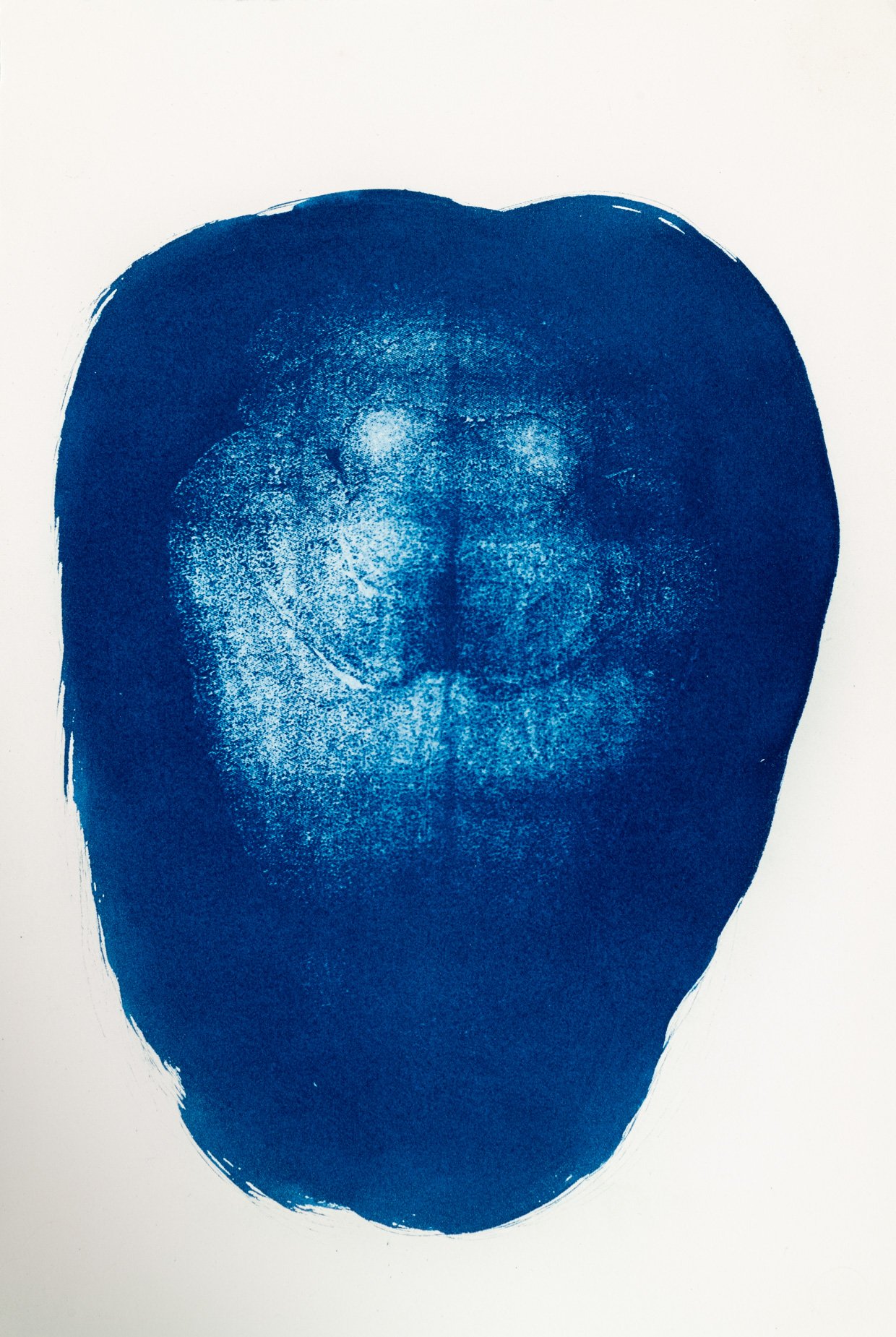 Cianotípia de Roser Salarich de l’obra «12 hores de diferència»: la imatge científica revelada en blanc sobre paper blau intens.