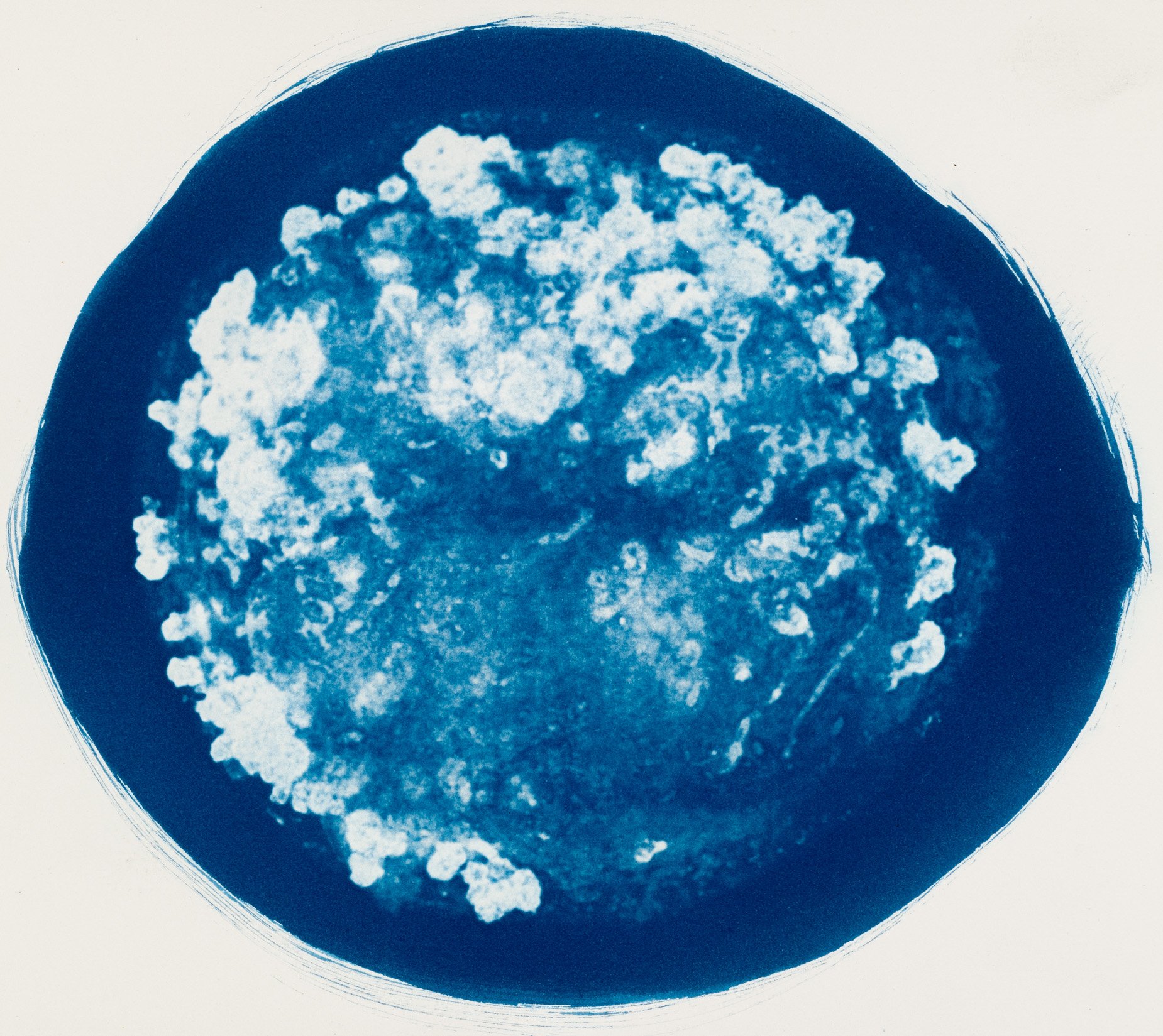 Cianotípia de Roser Salarich de l’obra «Planeta renal»: la imatge científica revelada en blanc sobre paper blau intens.